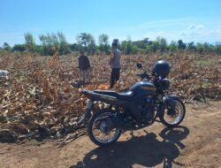 Dukung Ketahanan Pangan Nasional, Bhabinkamtibmas Desa Luk Turun Tangan Bantu Warga Panen Jagung