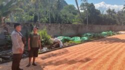 POLRES DOMPU DORONG KETAHANAN PANGAN, BHABINKAMTIBMAS PANTAU PANEN JAGUNG WARGA DI PEKAT