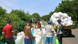 BHABINKAMTIBMAS POLSEK HU’U PANTAU PANEN JAGUNG WARGA, DUKUNG KETAHANAN PANGAN NASIONAL