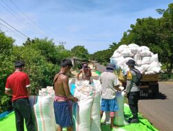 BHABINKAMTIBMAS POLSEK HU’U PANTAU PANEN JAGUNG WARGA, DUKUNG KETAHANAN PANGAN NASIONAL