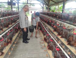 Kapolsek Sakra Kunjungi BUMDes Suwangi, Cek Budidaya Ayam Petelur dan Ingatkan Kebersihan Kandang