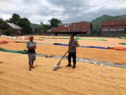 Bhabinkamtibmas Polsek Dompu Lakukan Pemantauan Jagung Warga Dukung Ketahanan Pangan Nasional