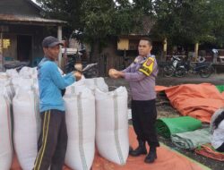 Bhabinkamtibmas Desa Kempo Pantau dan Dampingi Panen Jagung Warga