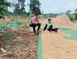 Pantau Panen Jagung Warga, Wujud Nyata Dukungan Polri terhadap Ketahanan Pangan