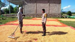 Bhabinkamtibmas Desa Cempi Jaya Laksanakan Pemantauan Lahan Jagung Dukung Program Ketahanan Pangan Nasional