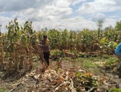 Pemantauan Panen Jagung di Dompu, Polri Perkuat Ketahanan Pangan Nasional