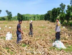 Bhabinkamtibmas Desa Adu Laksanakan Pemantauan Panen jagung Menuju Indonesia Emas