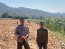 Polsek Pajo Dorong Ketahanan Pangan, BKTM Pantau Langsung Lahan Jagung Warga