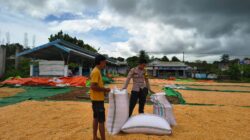 Lakukan Pemantauan Panen Jagung, Dukung Program Ketahanan Pangan Nasional