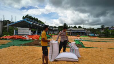 Lakukan Pemantauan Panen Jagung, Dukung Program Ketahanan Pangan Nasional