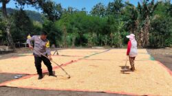 Lakukan Pemantauan Panen Jagung, Bhabinkamtibmas Dorong Distribusi Jagung ke Bulog