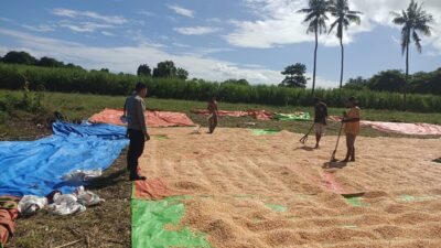 Laksanakan Pemantauan Hasil Panen Jagung Warga Bhabinkamtibmas Desa Karombo Dukung Program Ketahanan Pangan Nasional