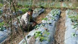 Bhabinkamtibmas Lendang Nangka Utara Cek Lahan Ketahanan Pangan Bergizi di Masbagik