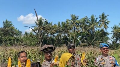 Bhabinkamtibmas Desa Sukamulia Timur Bersama Polsek Sukamulia Gelar Panen Jagung Dukung Ketahanan Pangan