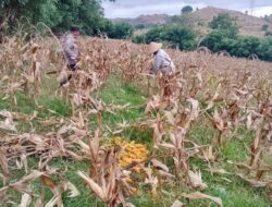 Polri Dampingi Panen Jagung demi Swasembada Pangan