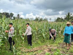 Polres Loteng Tinjau Lahan Jagung Warga Binaan Dukung Ketahanan Pangan