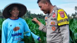 Bhabinkamtibmas Desa Bagik Papan Laksanakan Silaturahmi dan Cek Tanaman Jagung, Dukung Program Ketahanan Pangan