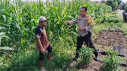 Bhabinkamtibmas Labuapi Dorong Swasembada Jagung di Lombok Barat