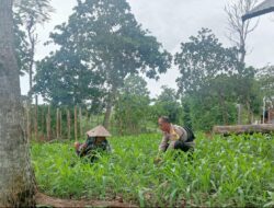 Bhabinkamtibmas Desa Arjangka Sambangi Petani, Ajak Warga Dukung Ketahanan Pangan dan Jaga Kamtibmas