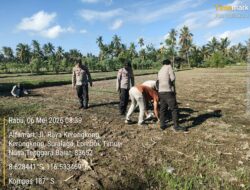 Kapolsek Suralaga Dampingi Penanaman Jagung, Perkuat Ketahanan Pangan di Lombok Timur