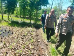 Kapolsek Sakra Monitoring Lahan Jagung di Desa Sakra, Berikan Edukasi Perawatan Tanaman kepada Petani