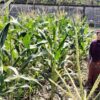 Bhabinkamtibmas Labuapi Gerakkan Warga Tanam Jagung di Lahan Kosong