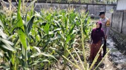 Bhabinkamtibmas Labuapi Gerakkan Warga Tanam Jagung di Lahan Kosong