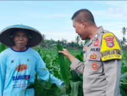 Bhabinkamtibmas Desa Bagik Papan Laksanakan Silaturahmi dan Cek Tanaman Jagung, Dukung Program Ketahanan Pangan