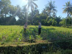 Dukung Ketahanan Pangan Nasional, Bhabinkamtibmas Desa Tarusa Pantau Penanaman Jagung Hibrida