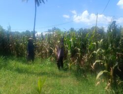 Dukung Ketahanan Pangan, Bhabinkamtibmas Desa Tarusa Pantau Persiapan Panen Jagung Hibrida