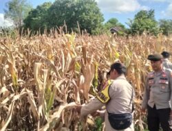 Polres Bima Kota Laksanakan Pengecekan Lahan Jagung Menjelang Panen Raya Kuartal II Tahun 2026