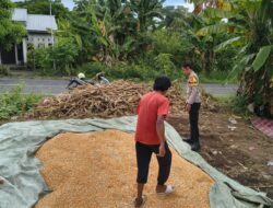 POLSEK PEKAT DUKUNG KETAHANAN PANGAN NASIONAL MELALUI PEMANTAUAN HASIL PANEN JAGUNG WARGA