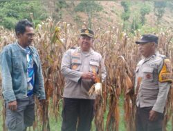 Polsek Rasbar Sambangi Petani Jagung, Wujud Dukungan Polri terhadap Program Ketahanan Pangan