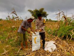 Dorong Petani Sejahtera, Bhabinkamtibmas Desa Poja Sape Loby Bulog Serap Hasil Panen Jagung