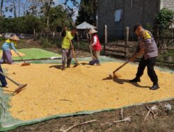 BHABINKAMTIBMAS POLSEK KEMPO PANTAU HASIL PANEN JAGUNG WARGA DUKUNG KETAHANAN PANGAN NASIONAL