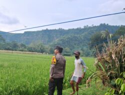 Dukung Ketahanan Pangan, Bhabinkamtibmas Desa Sampe Dampingi Petani Optimalkan Lahan Produktif