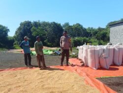 PEMANTAUAN HASIL PANEN JAGUNG WARGA, POLSEK PEKAT PERKUAT PROGRAM PANGAN NASIONAL