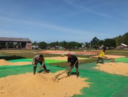 BHABINKAMTIBMAS DESA ADU POLSEK HU’U PANTAU PENJEMURAN JAGUNG WARGA DUKUNG PROGRAM KETAHANAN PANGAN