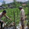 Bhabinkamtibmas Desa Manemeng Dorong Ketahanan Pangan Warga Lewat Pekarangan Bergizi