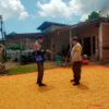 Bhabinkamtibmas Desa Jala Pantau Penjemuran Jagung Warga Dukung Ketahanan Pangan Nasional