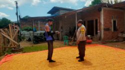 Bhabinkamtibmas Desa Jala Pantau Penjemuran Jagung Warga Dukung Ketahanan Pangan Nasional