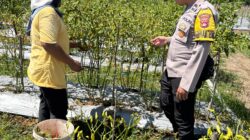 Wujud Dukungan Asta Cita, Bhabinkamtibmas Rhee Loka Turun Langsung Bantu Warga Panen Cabai