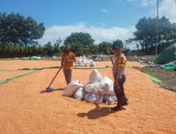BHABINKAMTIBMAS DESA DOROPETI LAKUKAN PEMANTAUAN HASIL PANEN JAGUNG WARGA DI KECAMATAN PEKAT