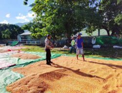 BHABINKAMTIBMAS DESA SAWE LAKUKAN PEMANTAUAN HASIL PANEN JAGUNG WARGA