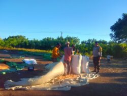 BHABINKAMTIBMAS POLSEK PEKAT MONITORING HASIL PANEN JAGUNG WARGA DI DESA DOROPETI