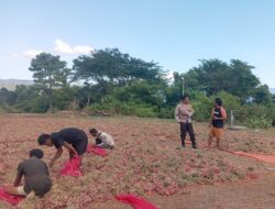 BHABINKAMTIBMAS POLSEK MANGGELEWA MONITORING HASIL PANEN BAWANG WARGA BINAAN