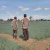 Tingkatkan Ekonomi Warga, Bhabinkamtibmas Desa Bunga Eja Dampingi Petani Bawang Merah