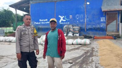 BHABINKAMTIBMAS DESA MANGGENAE PANTAU HASIL PANEN PADI WARGA, DORONG PENINGKATAN PRODUKTIVITAS PERTANIAN