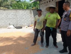 Bhabinkamtibmas Kuranji Dampingi Petani Jagung Raih Swasembada