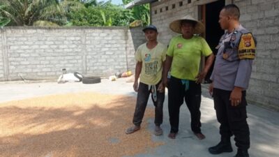 Cara Bhabinkamtibmas Desa Kuranji Jaga Kualitas Panen Jagung Warga